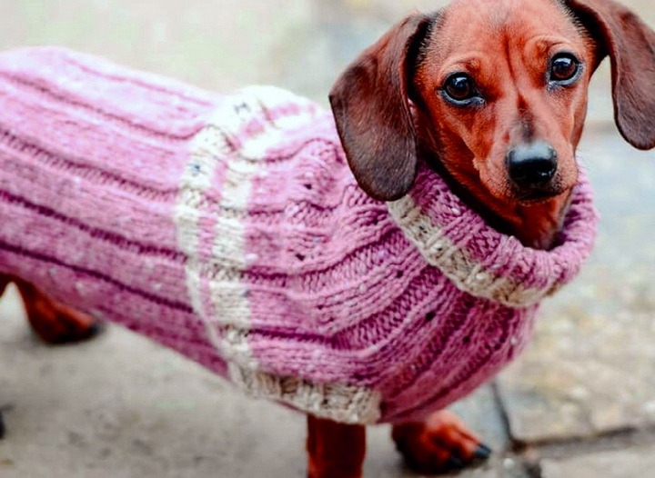 Создаем одежду для собак своими руками: советы перед пошивом
